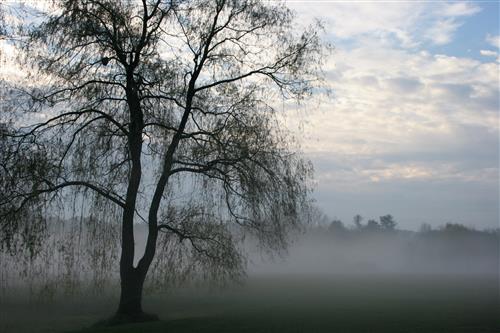 willow fog 